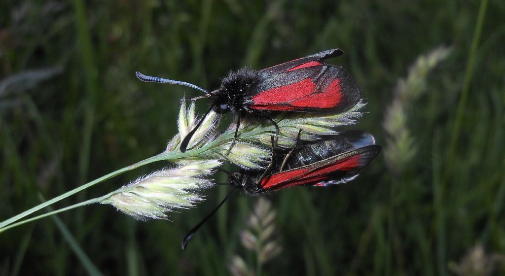 Zygaenidae, Zygaena (Mesembrynus) purpuralis